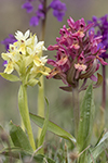Adam och Eva/Dactylorhiza sambucina/Elder-flowered Orchid